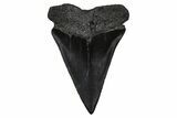 Fossil Broad-Toothed Mako Tooth - South Carolina #374785-1